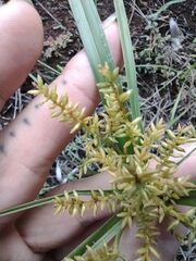 Cyperus hillebrandii
