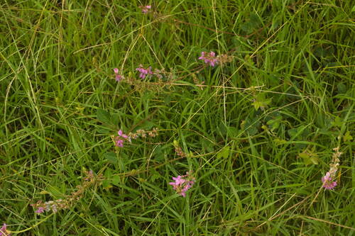 Desmodium intortum observed 2022-10-27