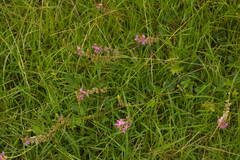 Desmodium intortum