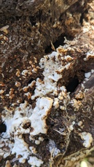 Fomitopsidaceae