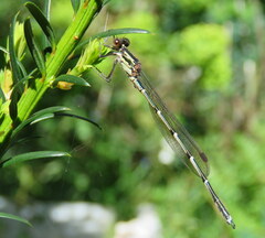 Austrolestes colensonis