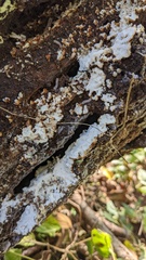 Fomitopsidaceae