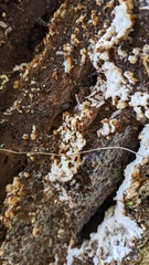 Fomitopsidaceae