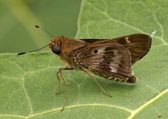 Nyctelius nyctelius