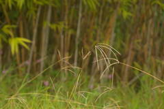 Digitaria eriantha
