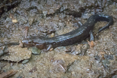 Desmognathus imitator