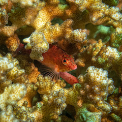 Cirrhitichthys oxycephalus