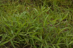 Melinis minutiflora