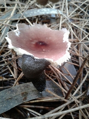 Russula caerulea