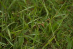 Melinis repens