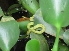 Bothriechis lateralis