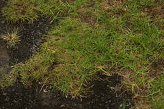 Cenchrus clandestinus