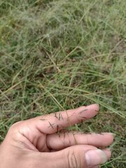 Eragrostis tenuifolia