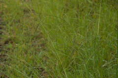 Digitaria eriantha