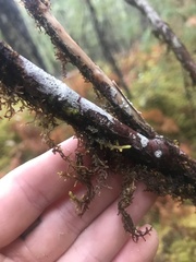 Frullania nisquallensis