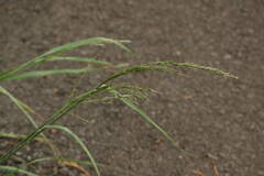 Eragrostis curvula
