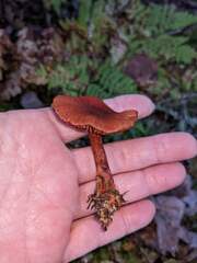 Cortinarius sanguineus