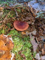 Cortinarius sanguineus