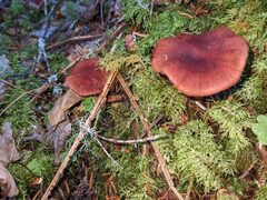 Cortinarius sanguineus