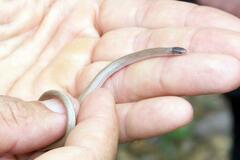 Tantilla hobartsmithi