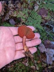 Cortinarius sanguineus