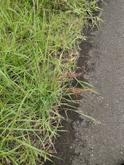 Melinis repens