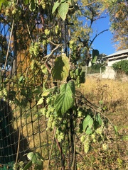 Humulus