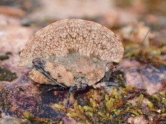 Paraphyllum antennatum