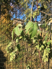 Humulus