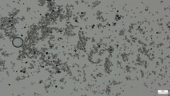 Fomitopsidaceae