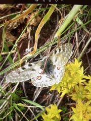 Parnassius smintheus