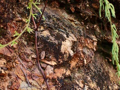 Paraphyllum antennatum