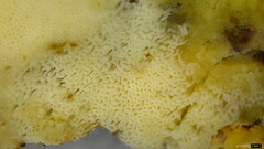 Fomitopsidaceae
