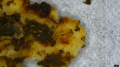 Fomitopsidaceae