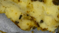 Fomitopsidaceae