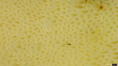 Fomitopsidaceae