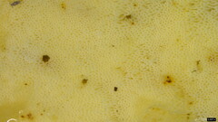 Fomitopsidaceae