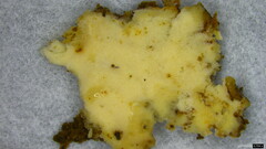Fomitopsidaceae