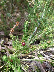 Empetrum rubrum