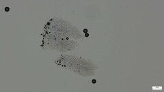 Fomitopsidaceae