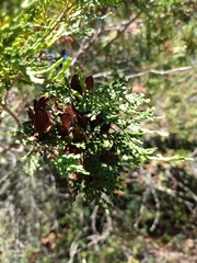 Austrocedrus chilensis