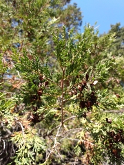 Austrocedrus chilensis