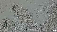 Fomitopsidaceae