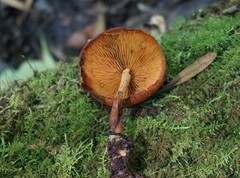 Gymnopilus liquiritiae