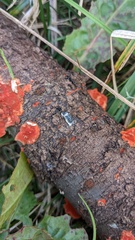 Fungi