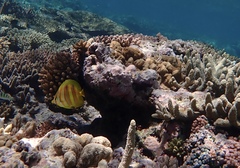 Chaetodon rainfordi
