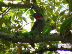 Pachyramphus aglaiae