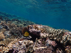 Chaetodon rainfordi