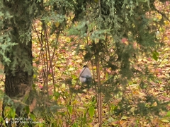 Cyanopica cyanus