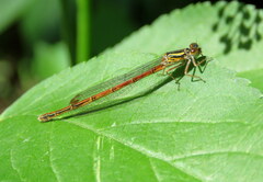 Xanthocnemis zealandica